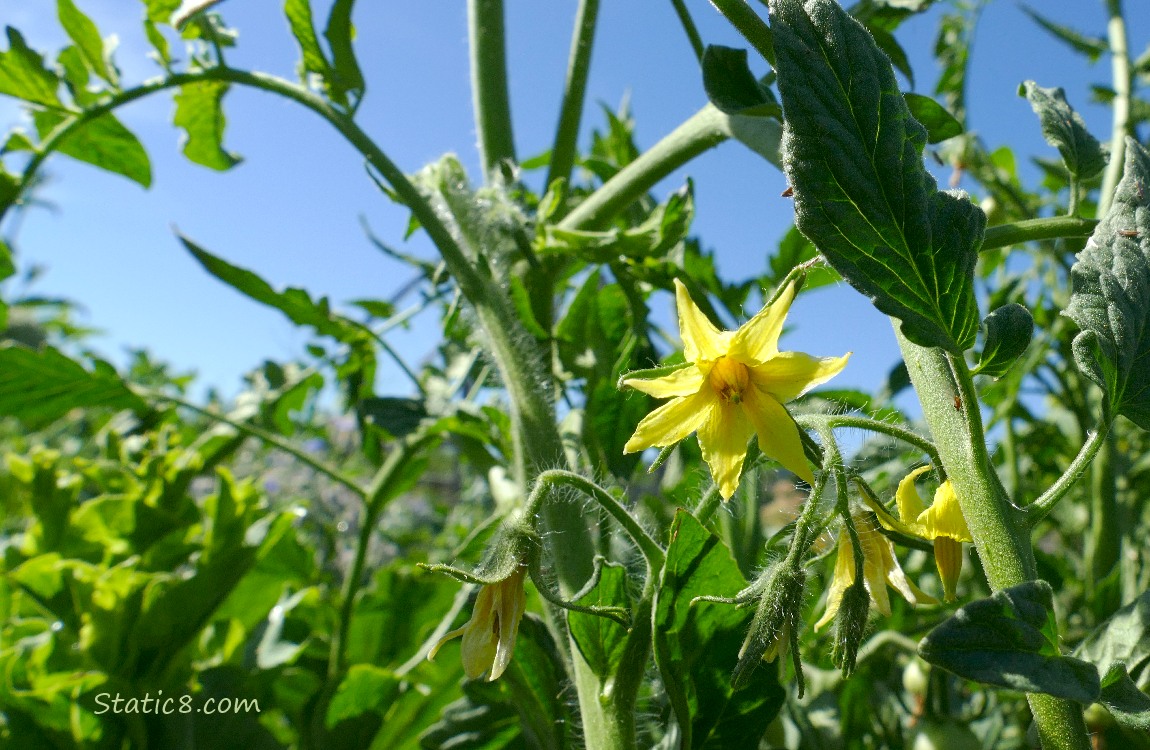 Tomato blooms