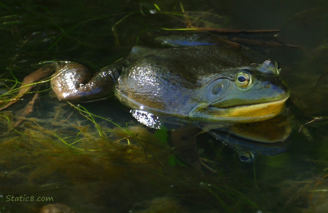 Bull Frog floating in the water