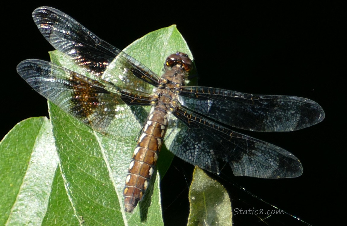 Dragonfly