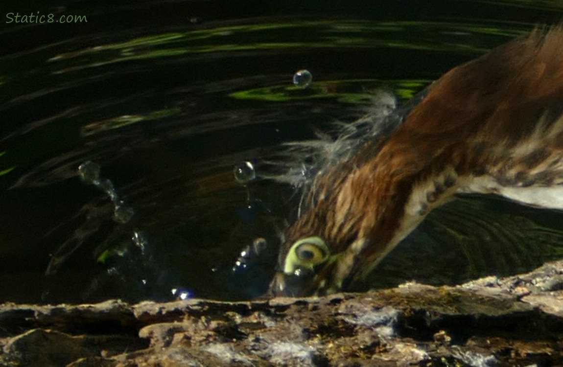 Green Heron closeup