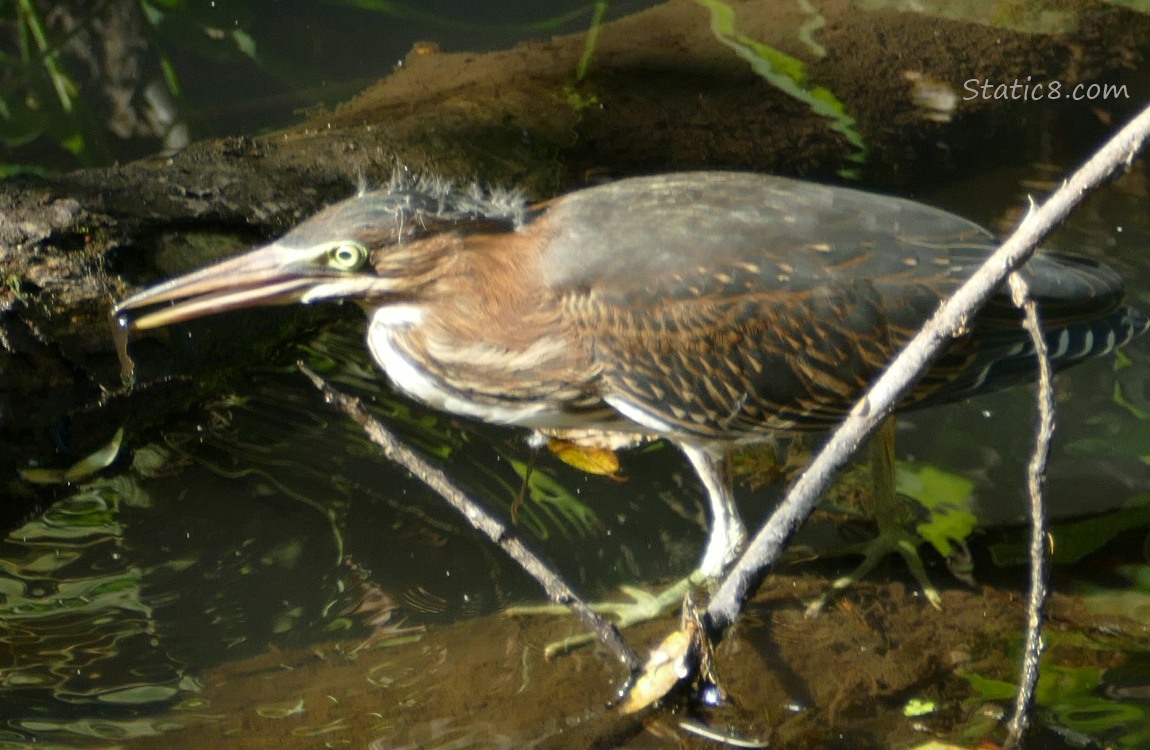 Green Heron