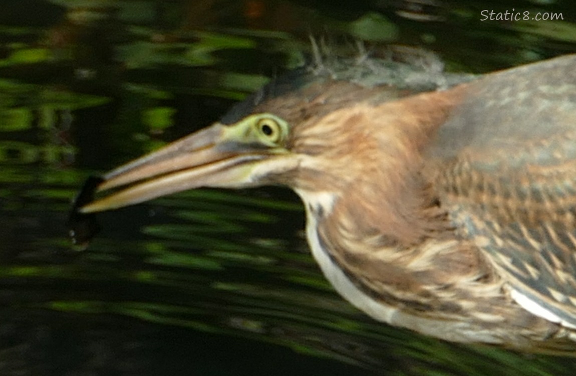 Green Heron