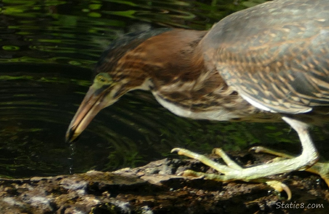 Green Heron