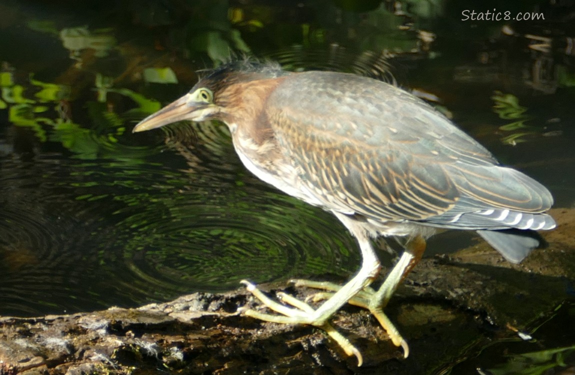 Green Heron