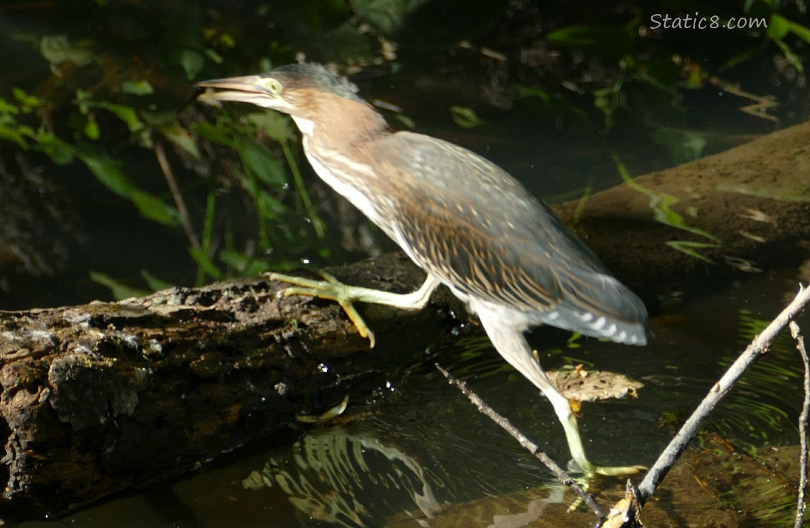 Green Heron steps to a new log