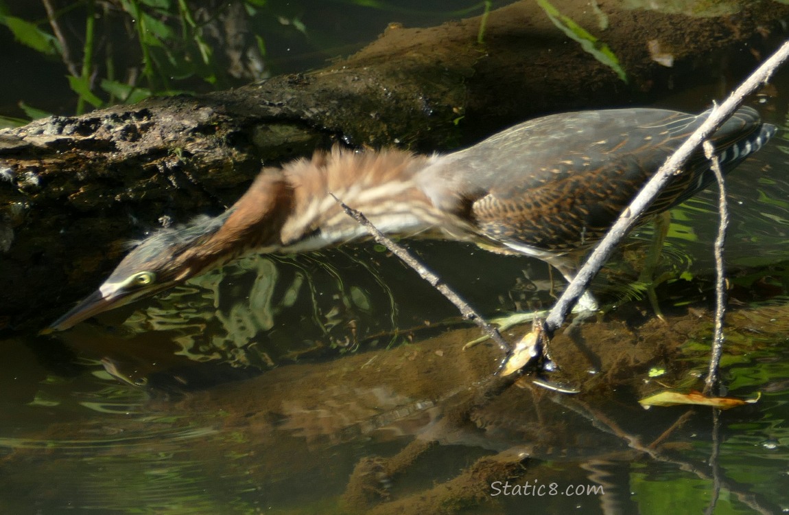 Green Heron