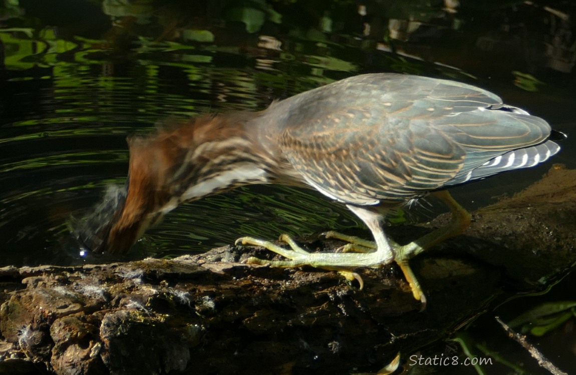 Green Heron strikes