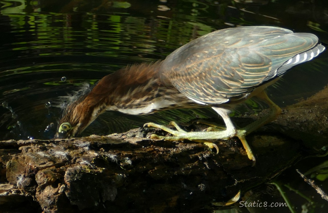 Green Heron strikes