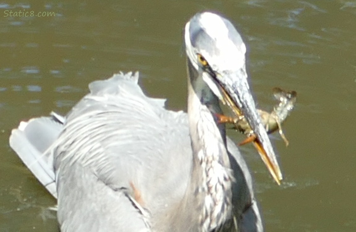 Great Blue Heron with a Crawdad in their beak