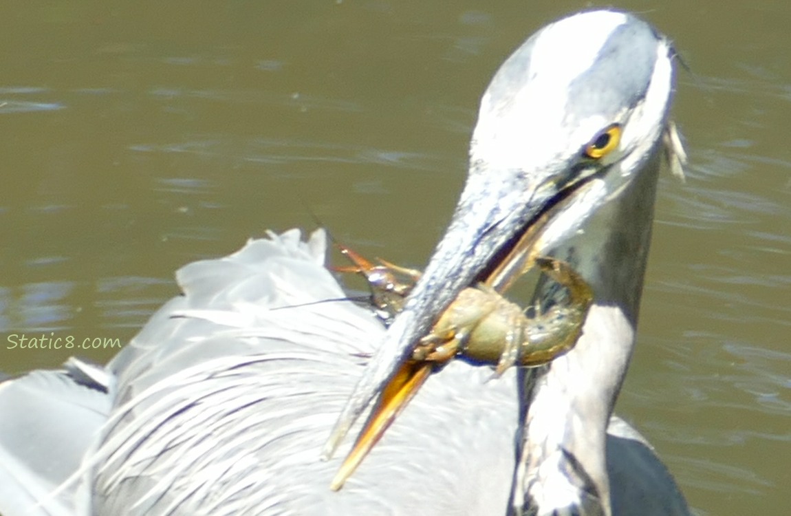 Great Blue Heron with a Crawdad in their beak