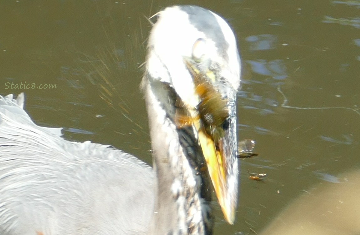 Great Blue Heron, shakes head with crawdad in beak