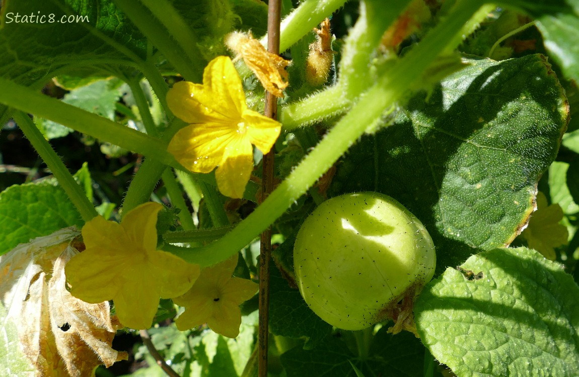 Lemon Cucumber and yellow blooms on the vine