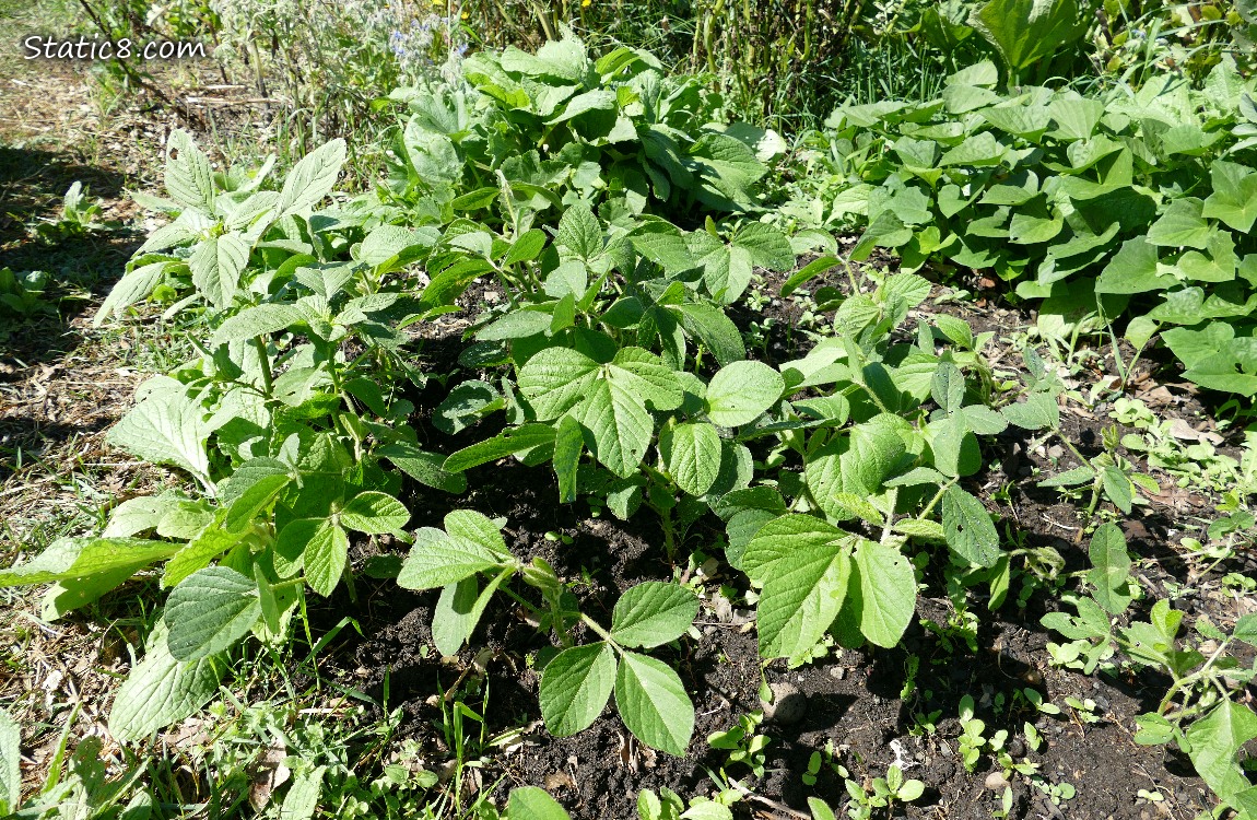 tofu patch