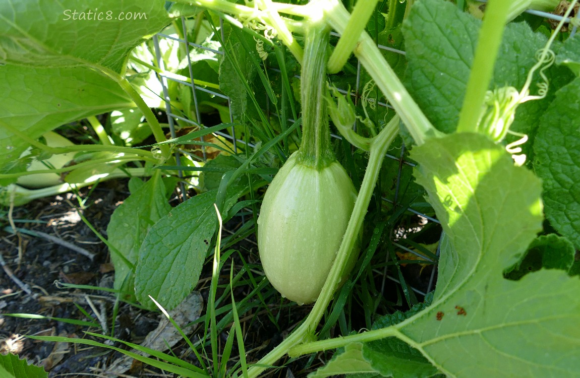 Small Spaghetti Squashes on the vine