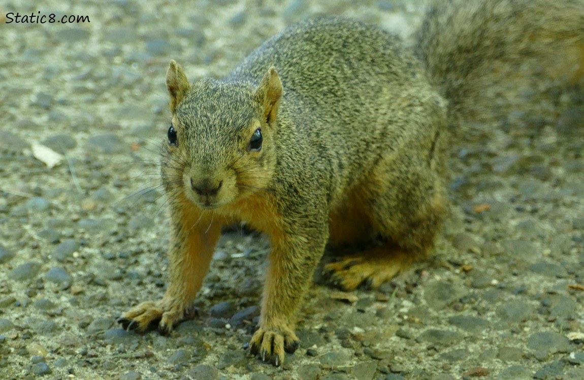 Eastern Fox Squirrel standing on the sidewalk