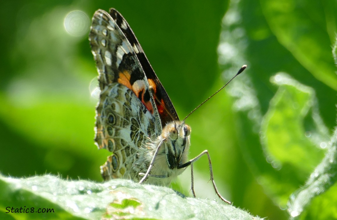 Painted Lady Butterfly standing on a leaf