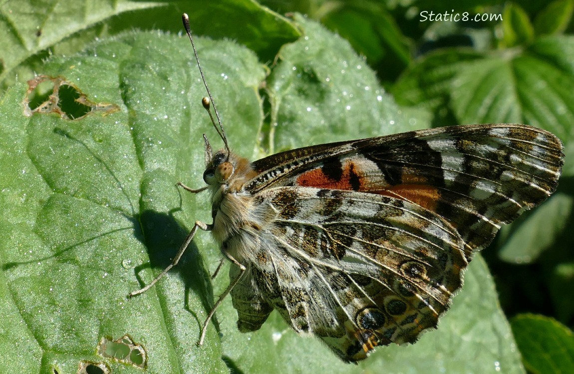 Painted Lady Butterfly standing on a leaf