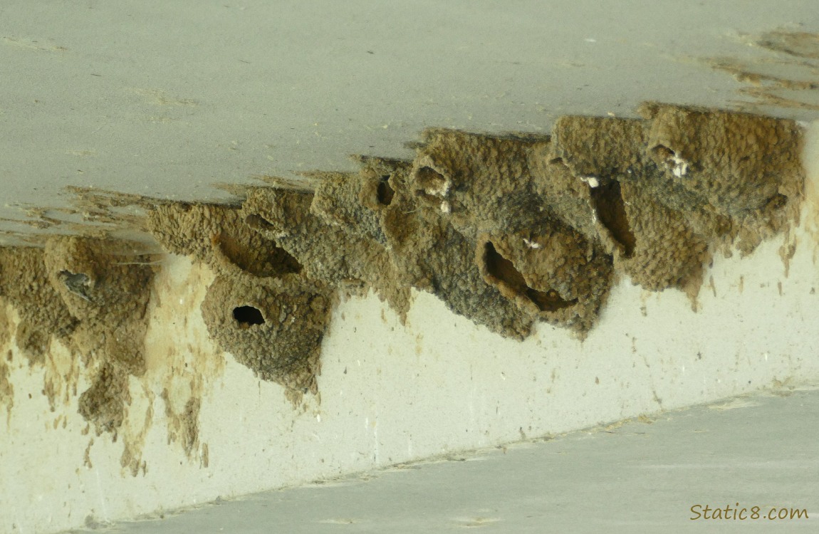 Empty Cliff Swallow nests under a bridge