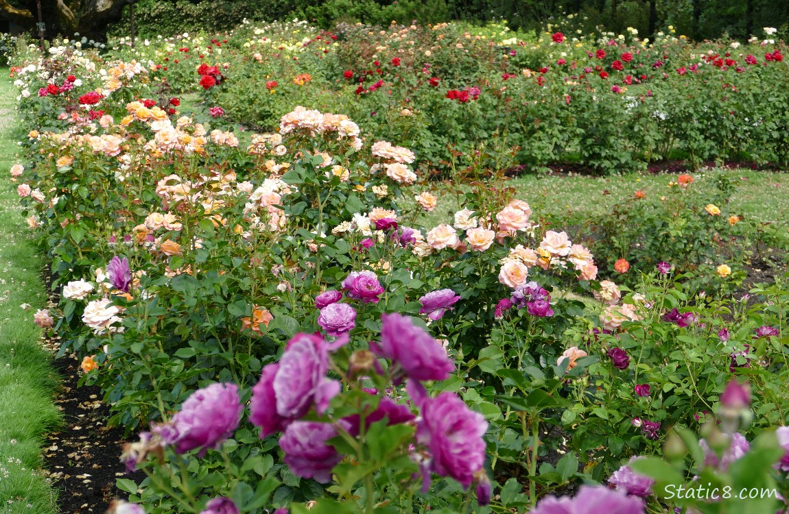 Many different colours of roses