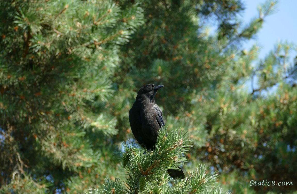 American Crow standing, up in a fir tree