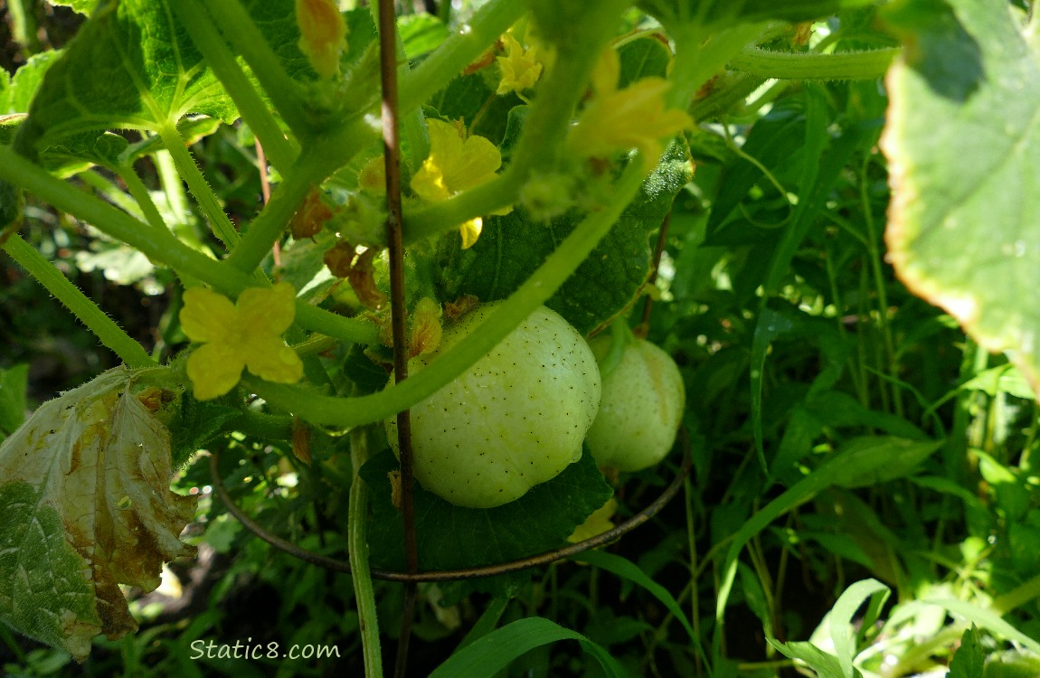 Lemon Cucumbers on the vine, with flowers