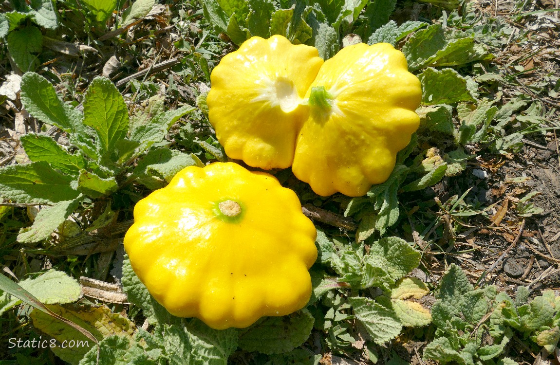 Patty Pan harvest