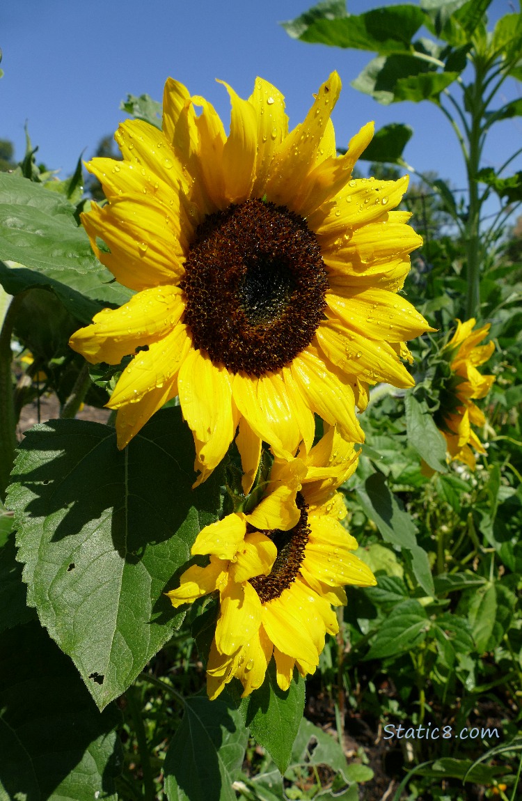 sunflower blooms