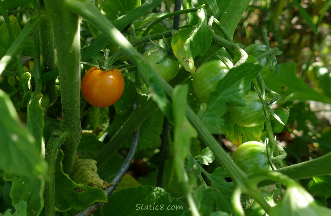 Ripe SunGold cherry tomato on the vine