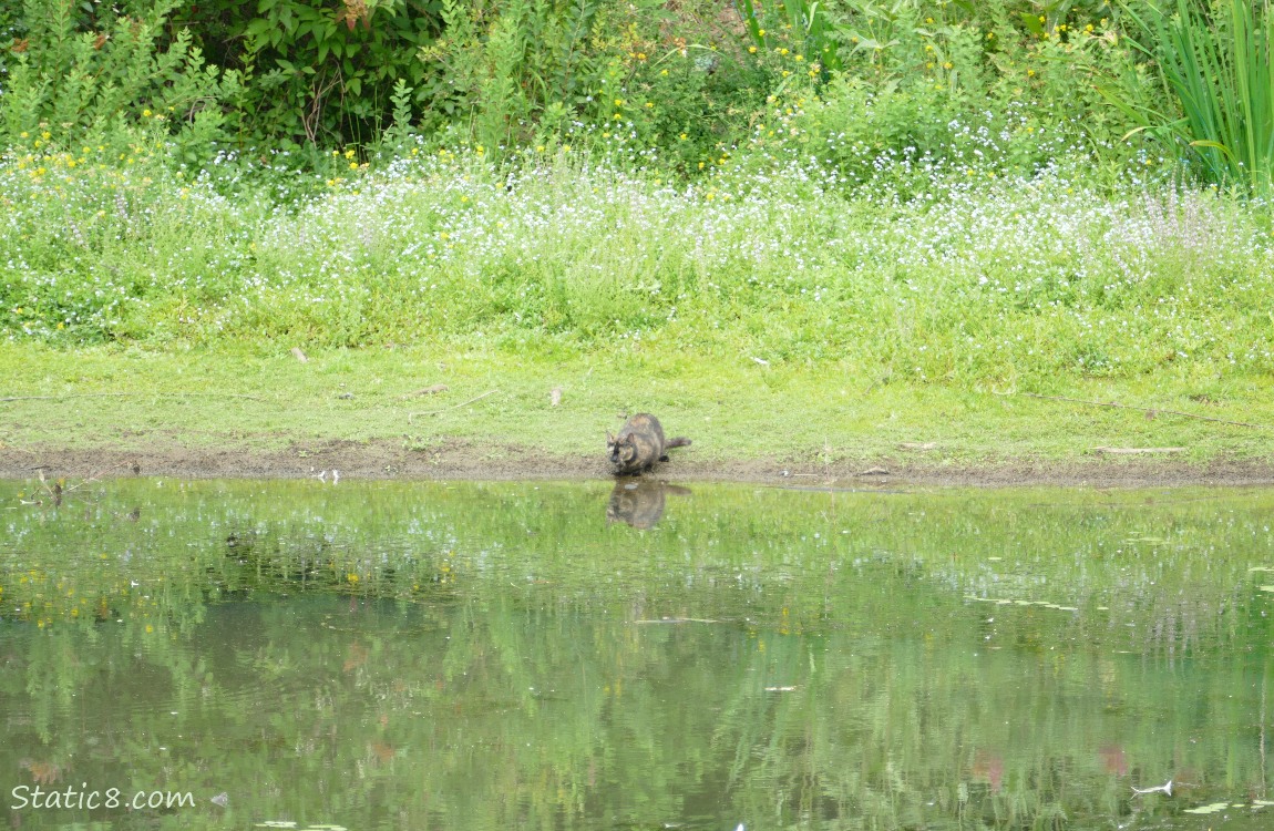 Tortoiseshell cat near the edge of the pond