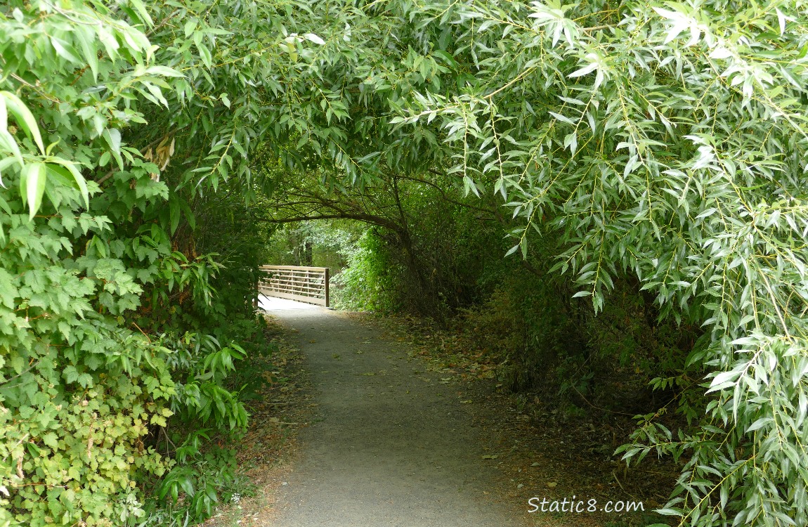 The path goes thru a tunnel of overhanging trees to a bridge