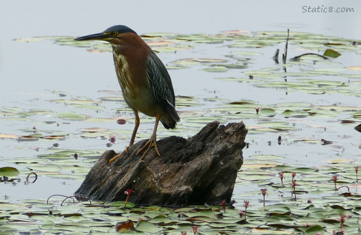 Green Heron standing on drift wood in the water, surrounded by water lilies