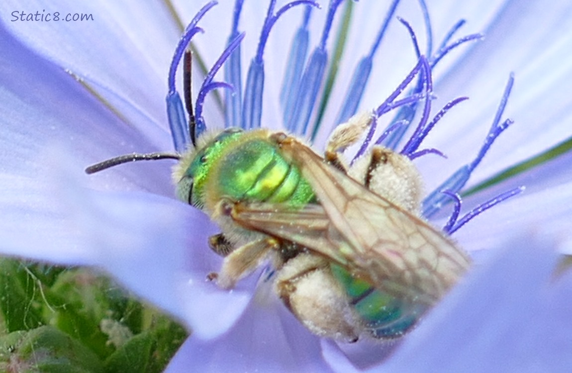 Metallic Green sweat bee in a chicory bloom