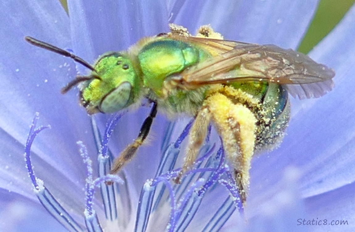 Metallic Green sweat bee in a chicory bloom