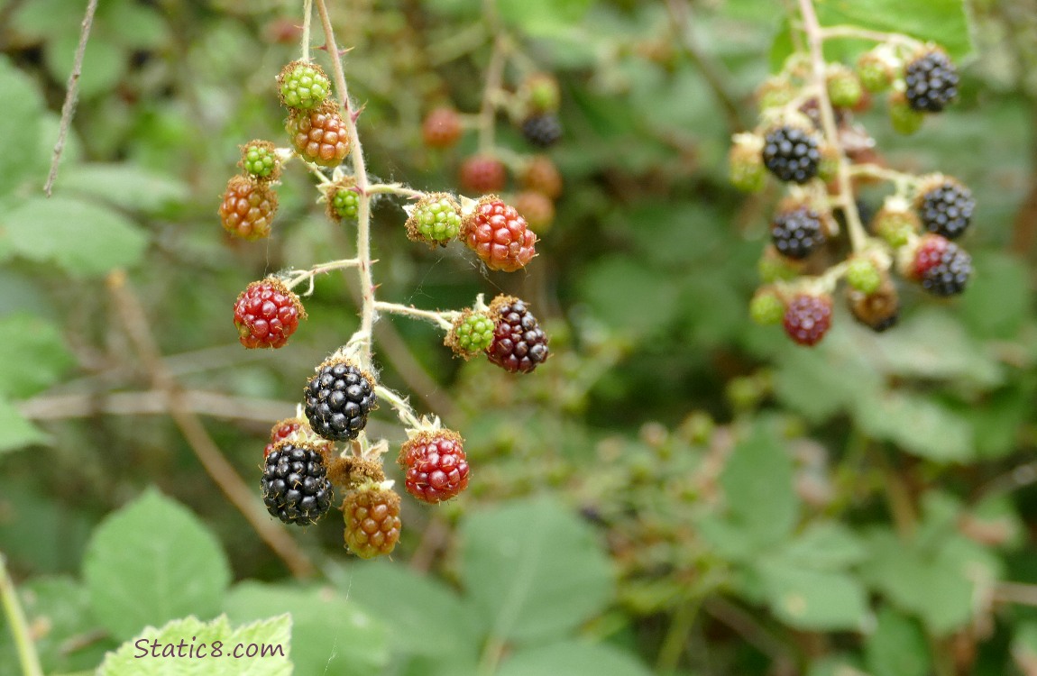 Himalayan blackberries