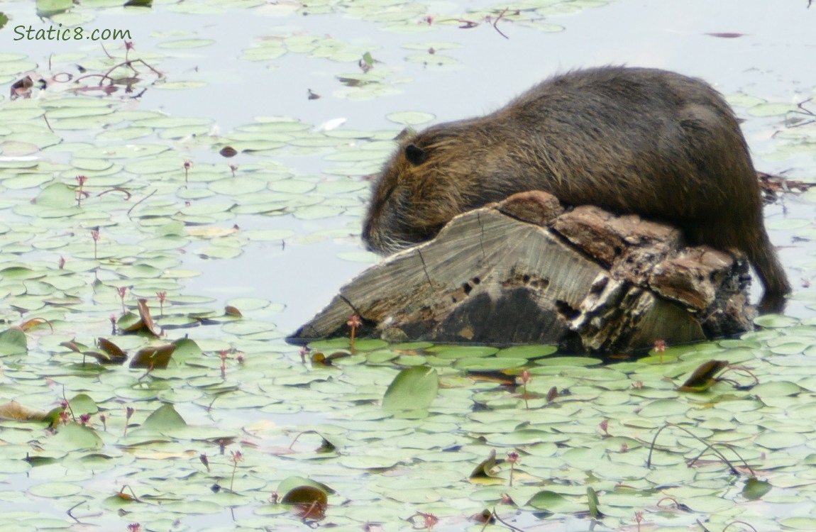 Nutria sleeping on a log in the water, surrouded by water lilies