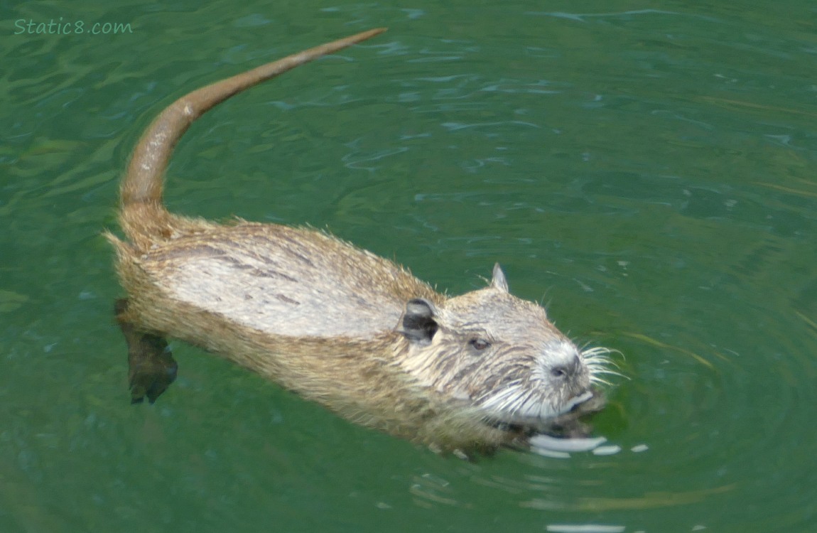 Nutria at the surface of the water