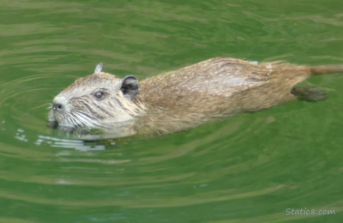 Nutria at the surface of the water