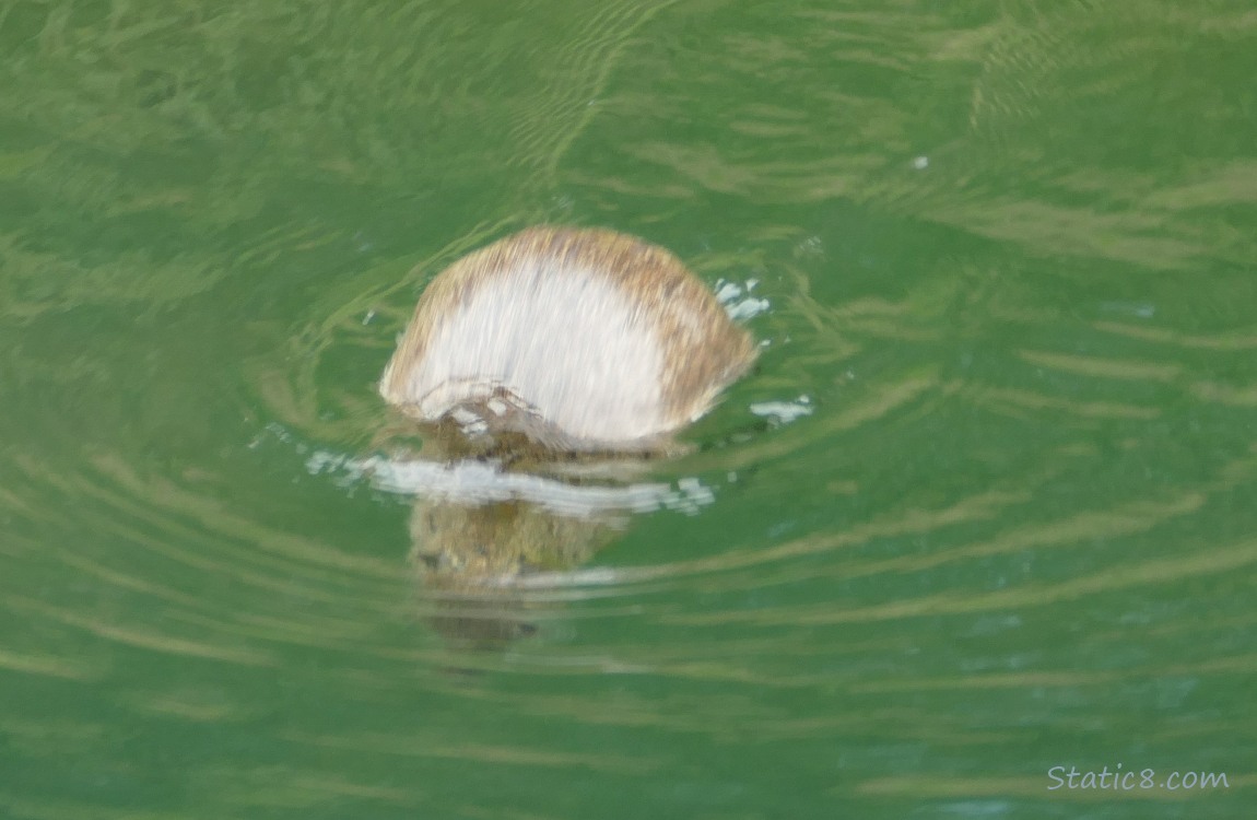 Nutria diving down into the water