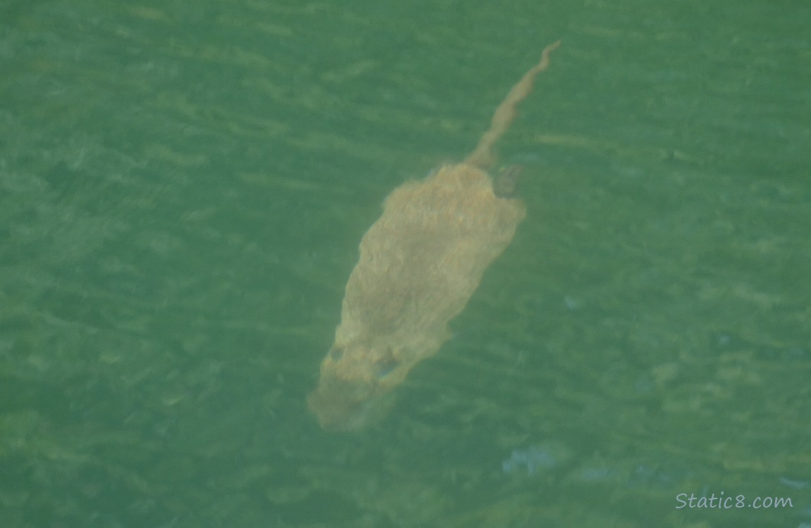 Nutria swims underwater