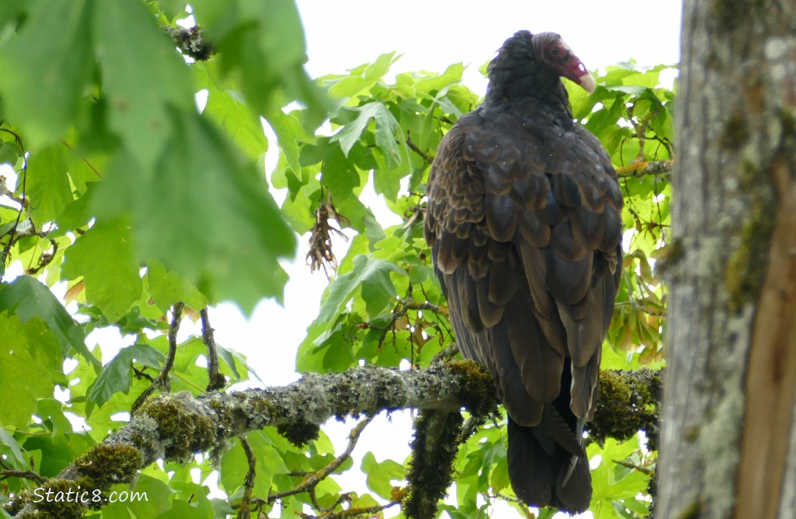 Turkey Vulture standing in a tree