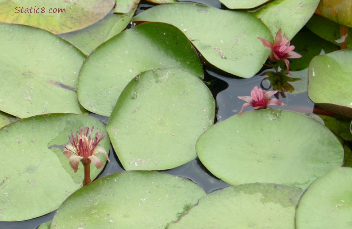 Water plants