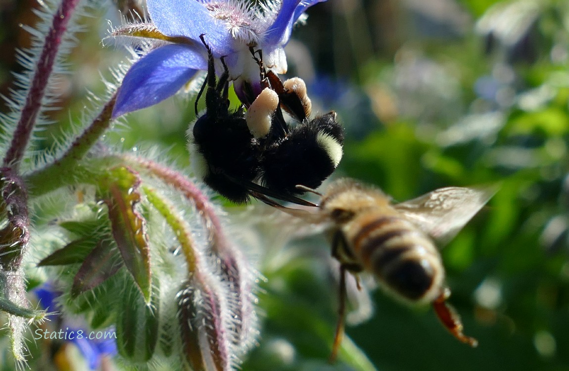 Bumblebee on a Borage bloom, Honey Bee in foreground