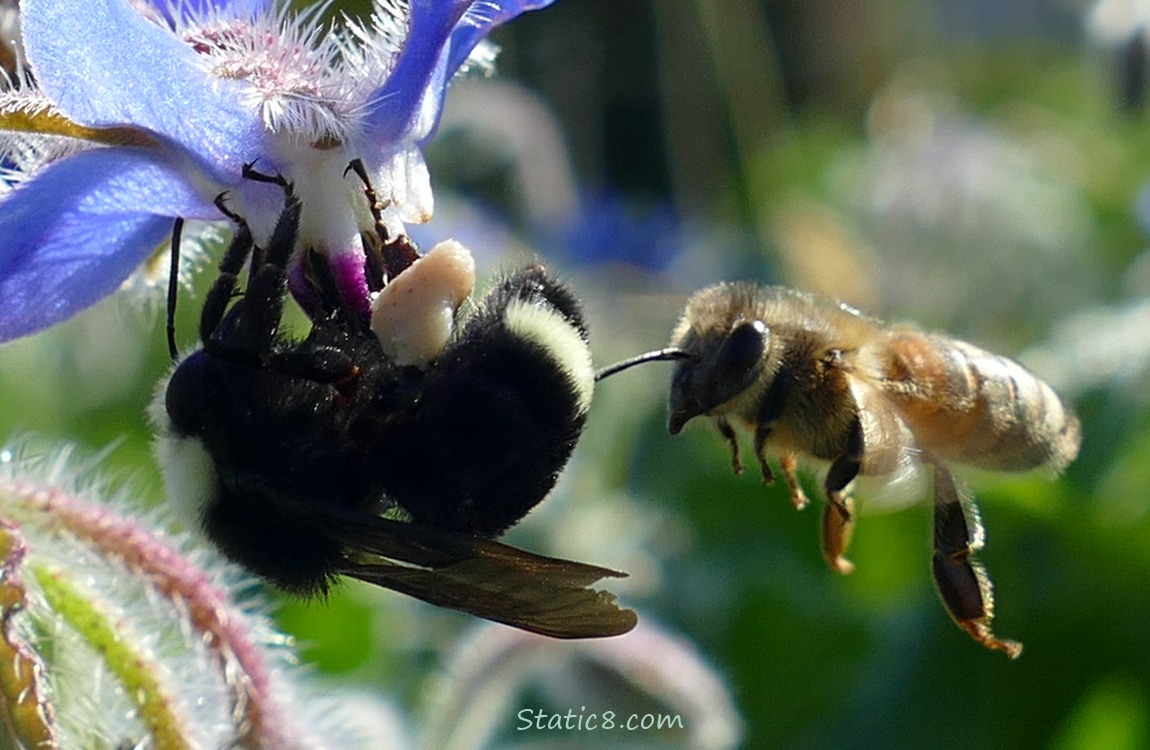 Bumblebee on a Borage bloom with a Honey Bee hovering behind