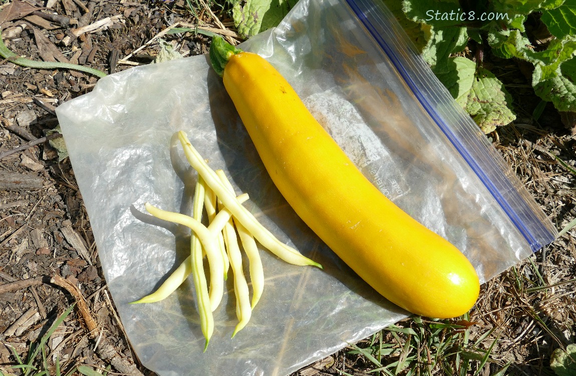 7 wax beans and a yellow zucchini