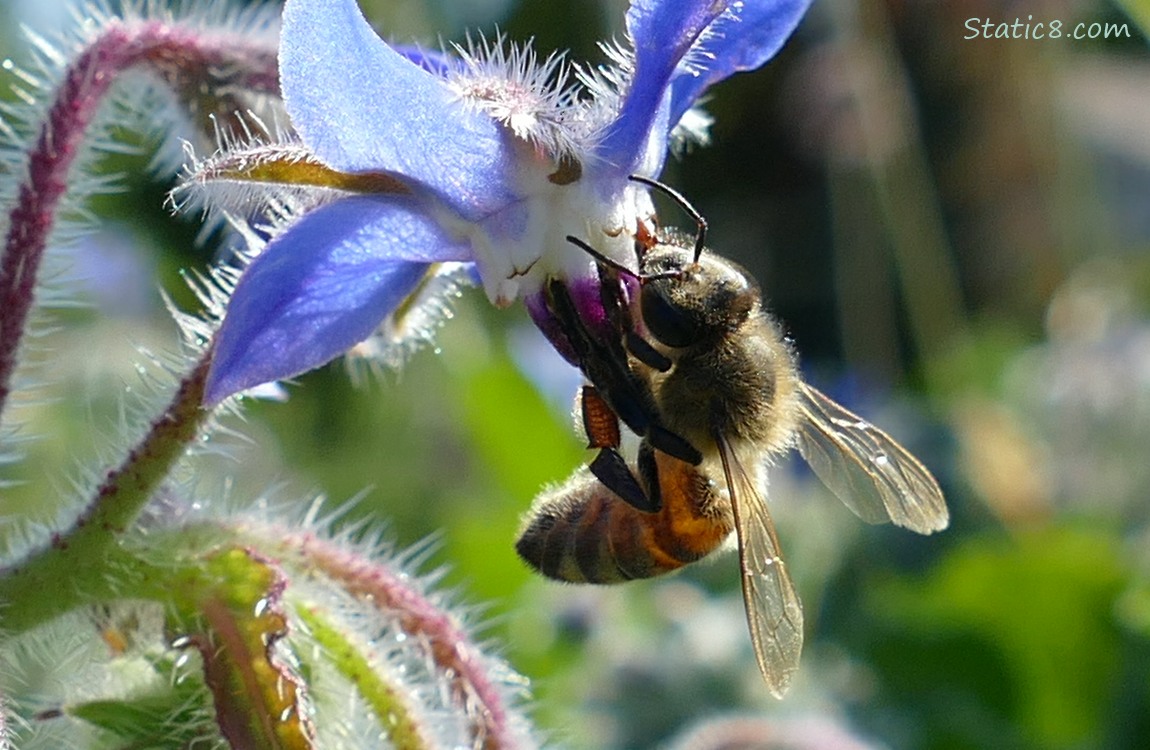 Honey Bee on a Borage bloom