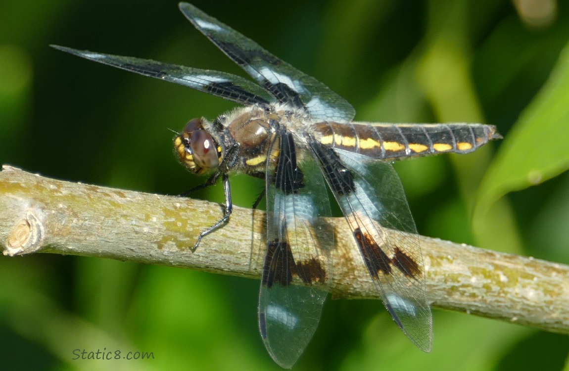 Eight Spot Skimmer standing on a twig