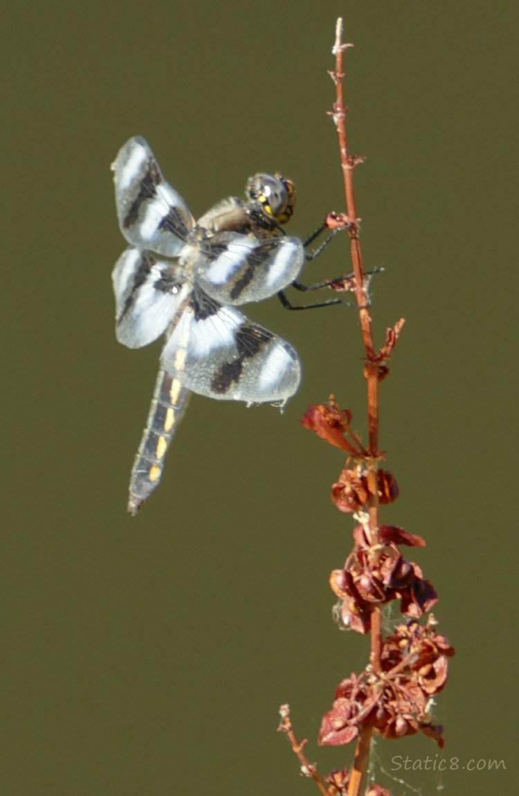 Eight Spot Skimmer dragonfly standing on a red twig