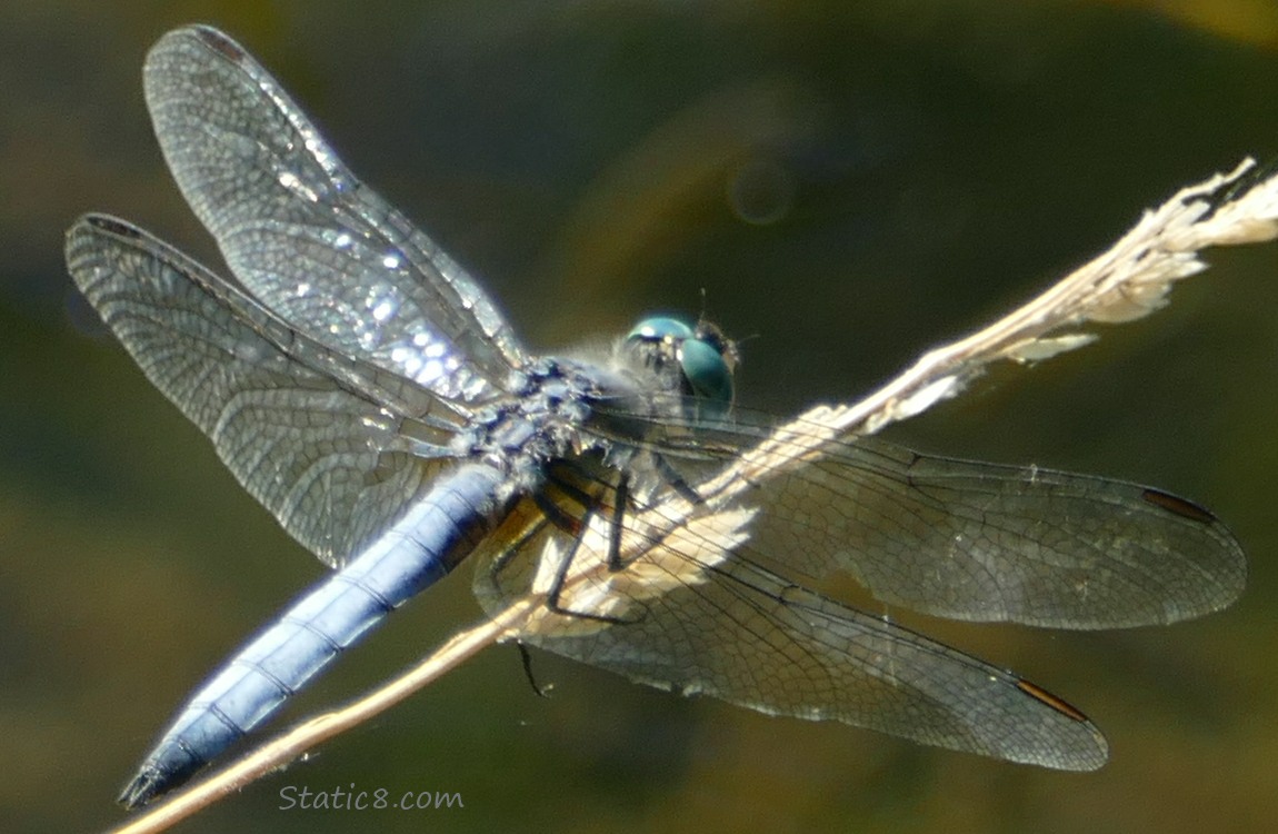 Male Blue Dasher dragonfly stnading on a twig of grass