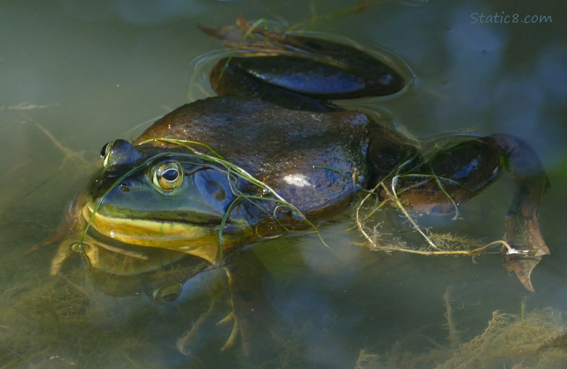 Bull Frog floating in the water