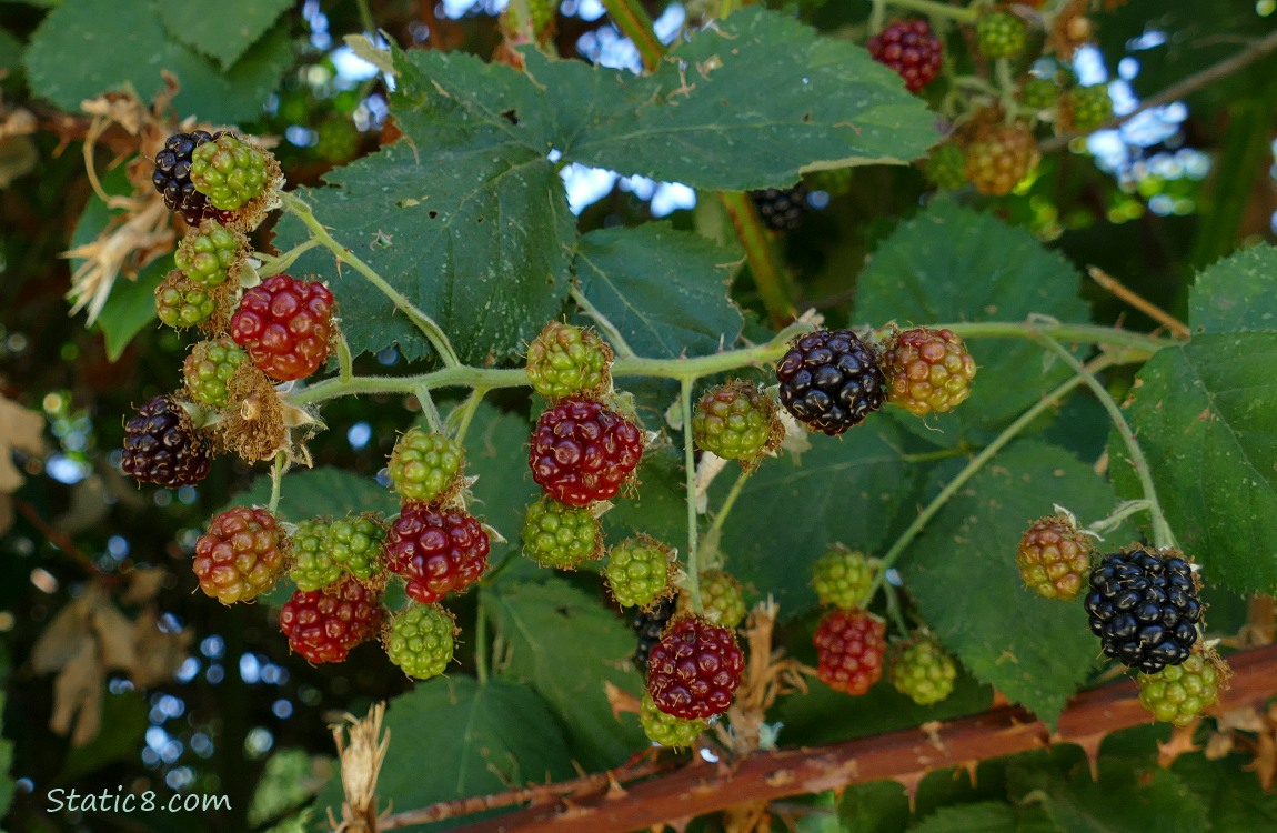 Himalayan Blackberries